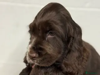 Cocker Spaniel dogs True to type Show Cocker Spaniels - KC reg parents - Advert 8