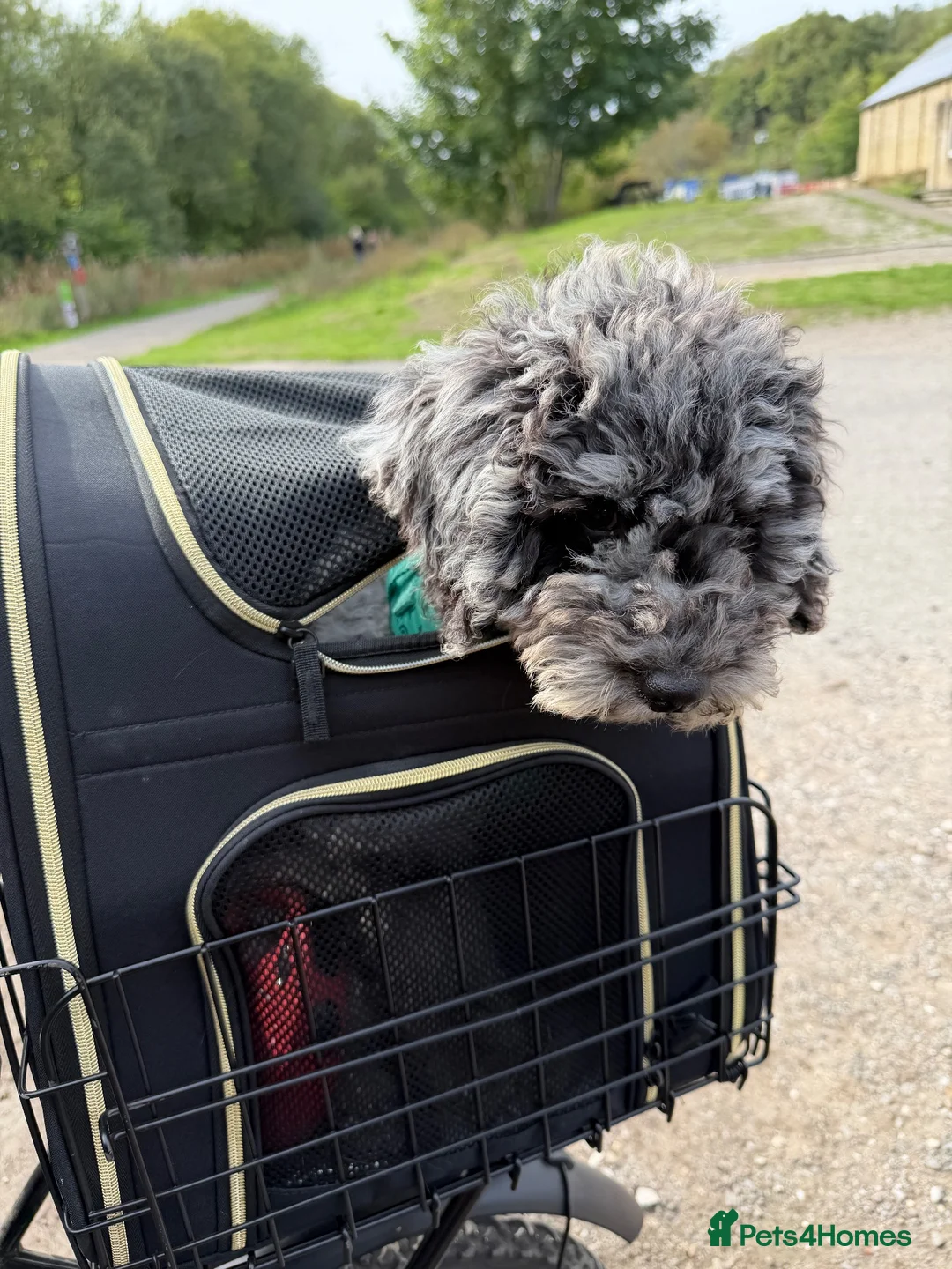 Cockapoo dogs for sale: Beautiful 5 month Cockapoo in Rochford - Advert 2