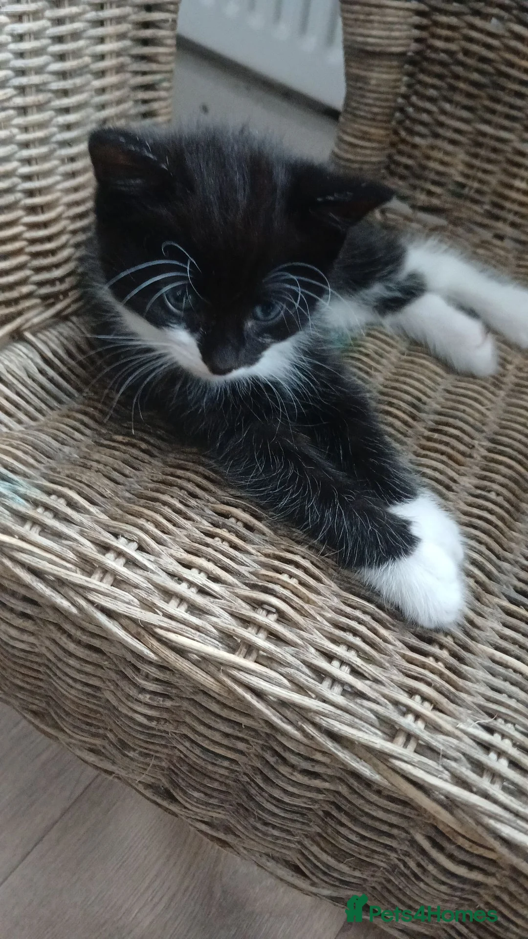 Mixed Breed cats for sale: Beautiful kittens in Guildford - Advert 5