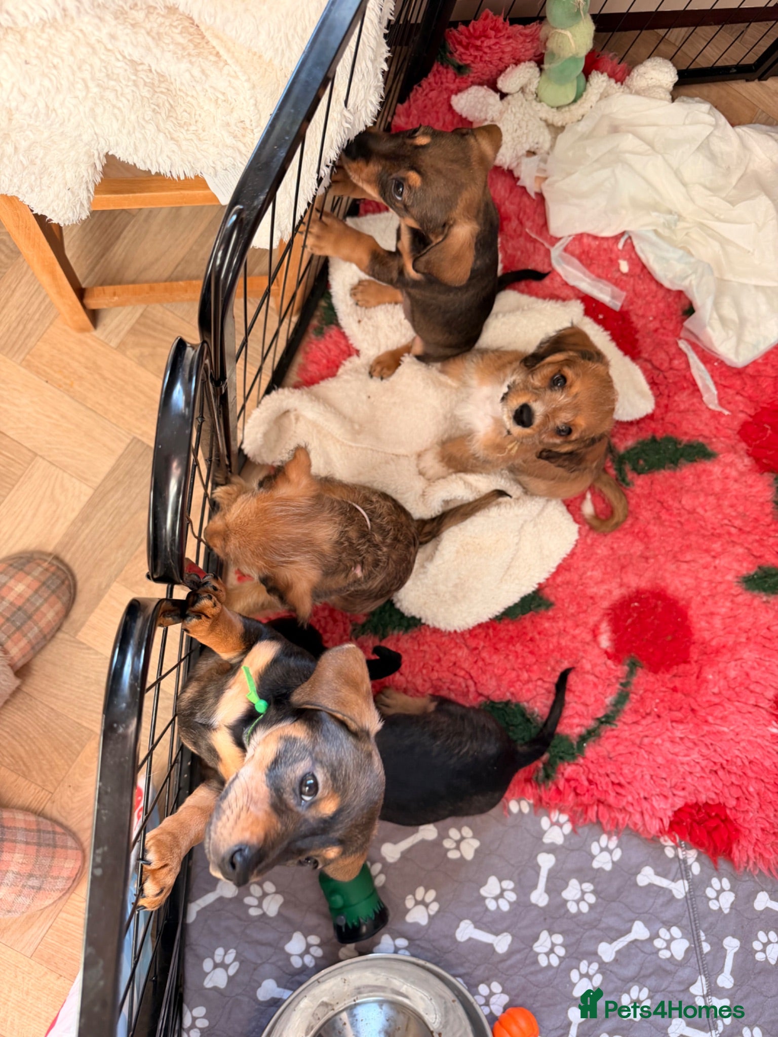 Mixed Breed dogs Miniature dachshund cross cavachons - Advert 12