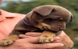 Lancashire Heeler dogs for sale: 6 Pedigree Lancashire Heeler Dogs for sale. - Image 11