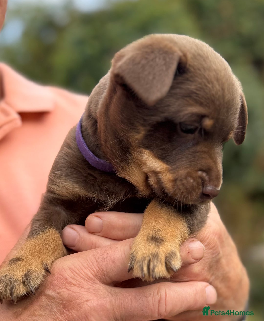 Lancashire Heeler dogs for sale: 6 Pedigree Lancashire Heeler Dogs for sale. - Image 11