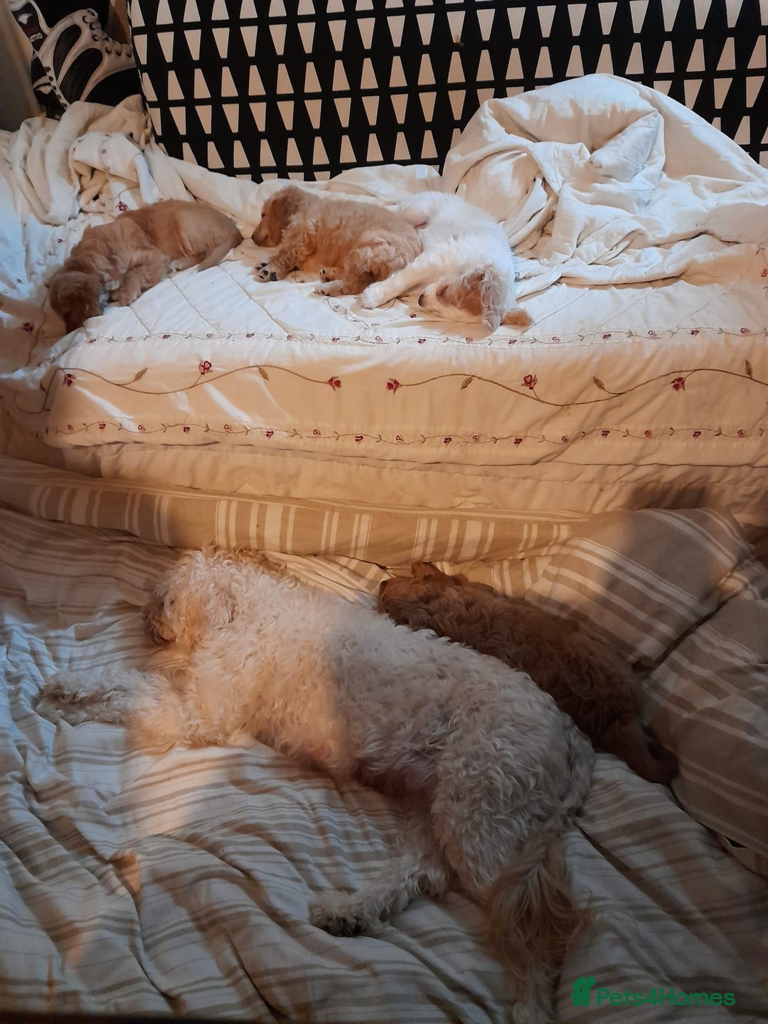 Cavapoo dogs for sale: Beautiful litter of F2 Cavapoo puppies - Advert 11