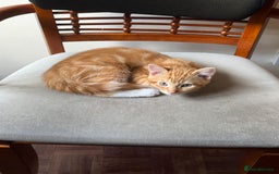 Domestic Shorthair cats for sale: Two gorgeous Domestic shorthair kittens for sale - Image 5