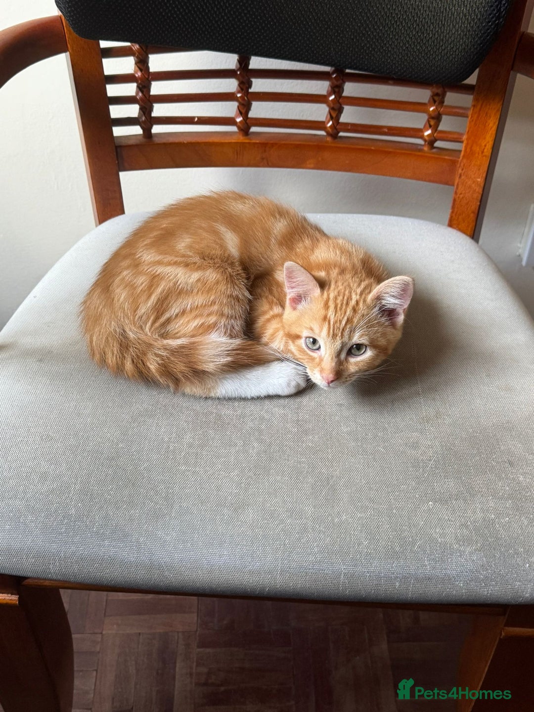 Domestic Shorthair cats for sale: Two gorgeous Domestic shorthair kittens for sale - Image 5