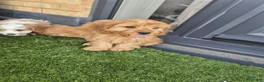Mixed Breed 3