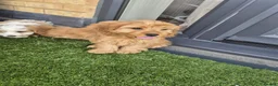 Mixed Breed dogs for sale: Cavapoo puppies in Milton Keynes - Advert 5