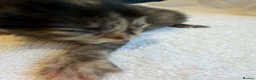 Maine Coon cats for sale:     Stunning Maine Coon x Ragdoll Kittens  - Advert 5