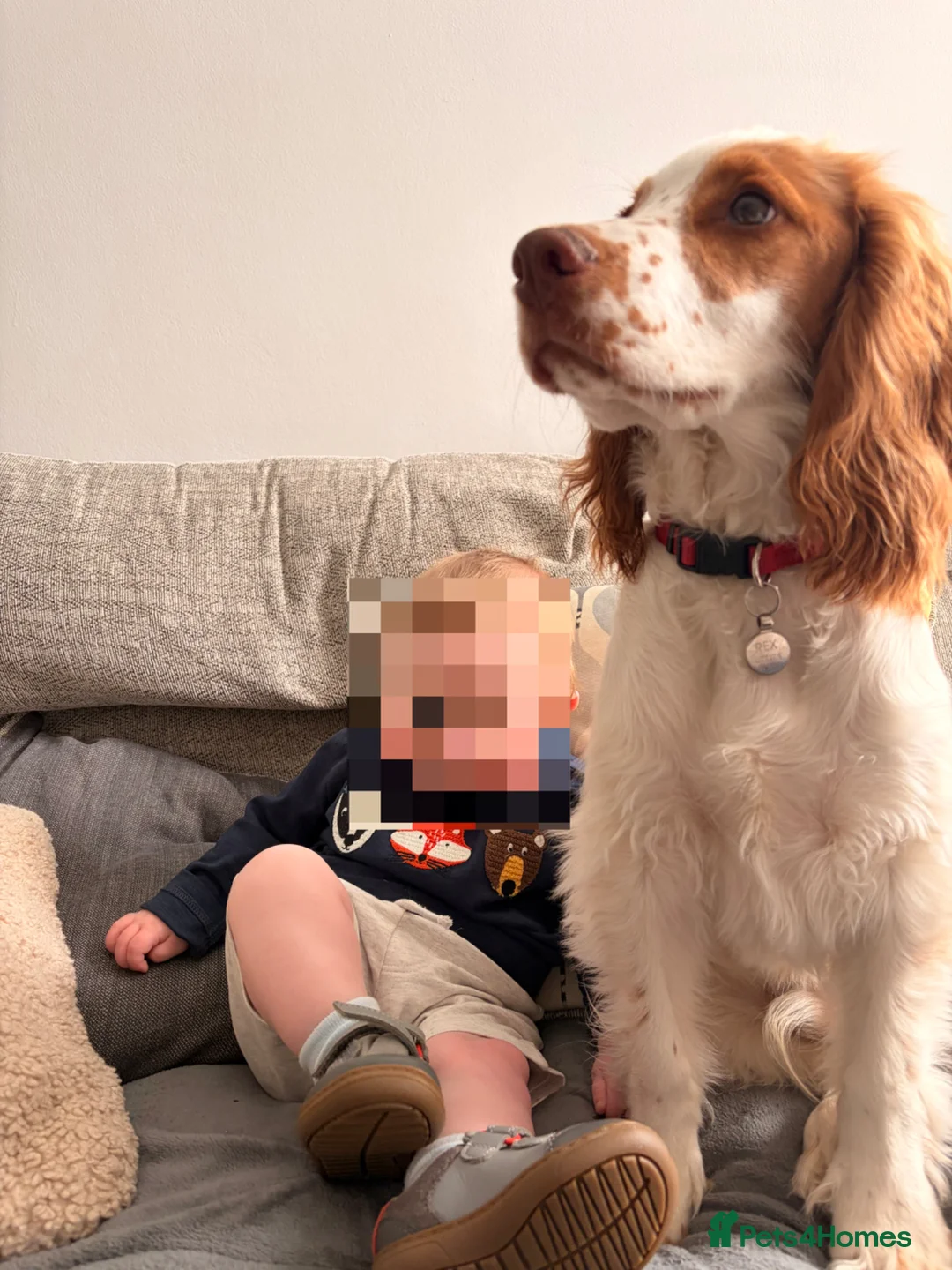 Cocker Spaniel dogs for sale: Urgent Quick Sale - 7 Month Cocker Spaniel - Advert 2