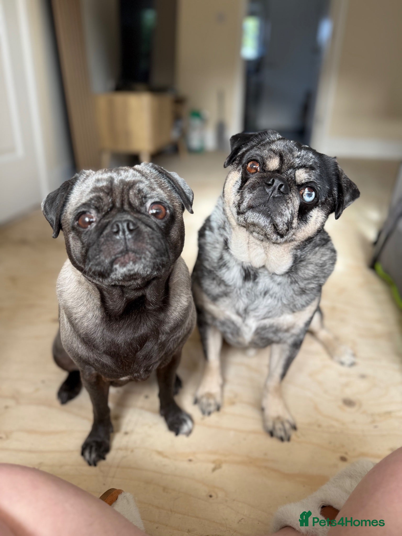 Pug dogs 2x pugs - Advert 1