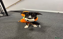 Border Collie dogs for sale: Border Collie Pup Dahlia  - Image 2