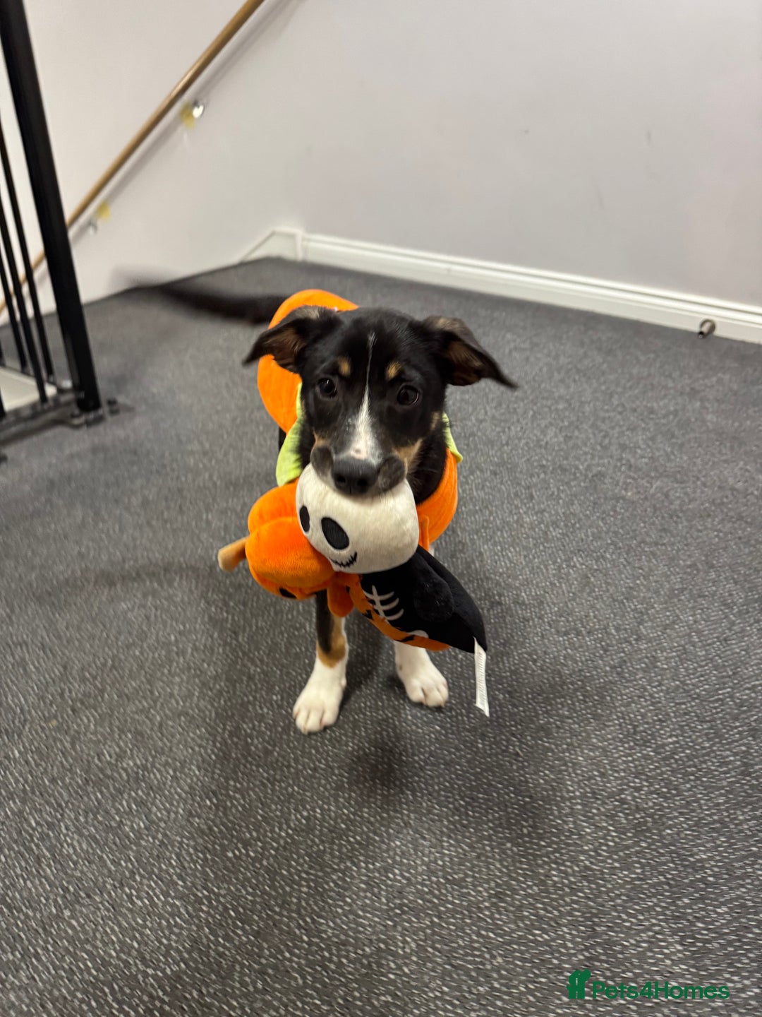 Border Collie dogs for sale: Border Collie Pup Dahlia  - Image 2