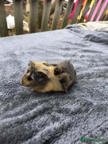 Guinea Pig rodents - Advert 2