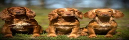 Cocker Spaniel dogs for stud: Golden cocker stud in Crediton - Advert 6