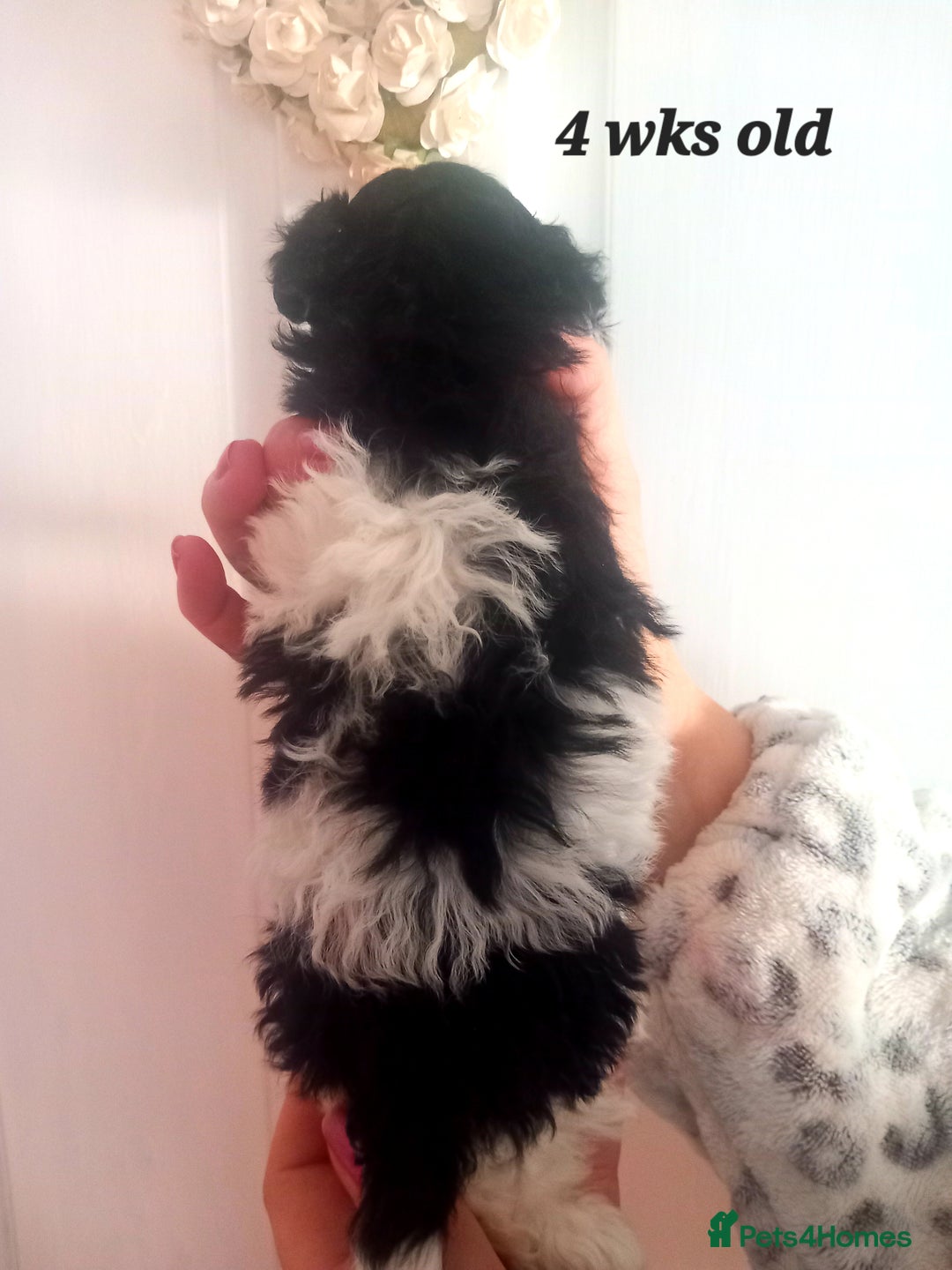 Toy Poodle dogs for sale: **1 PARTI BOY AVAILABLE**READY 21st DECEMBER** - Advert 20