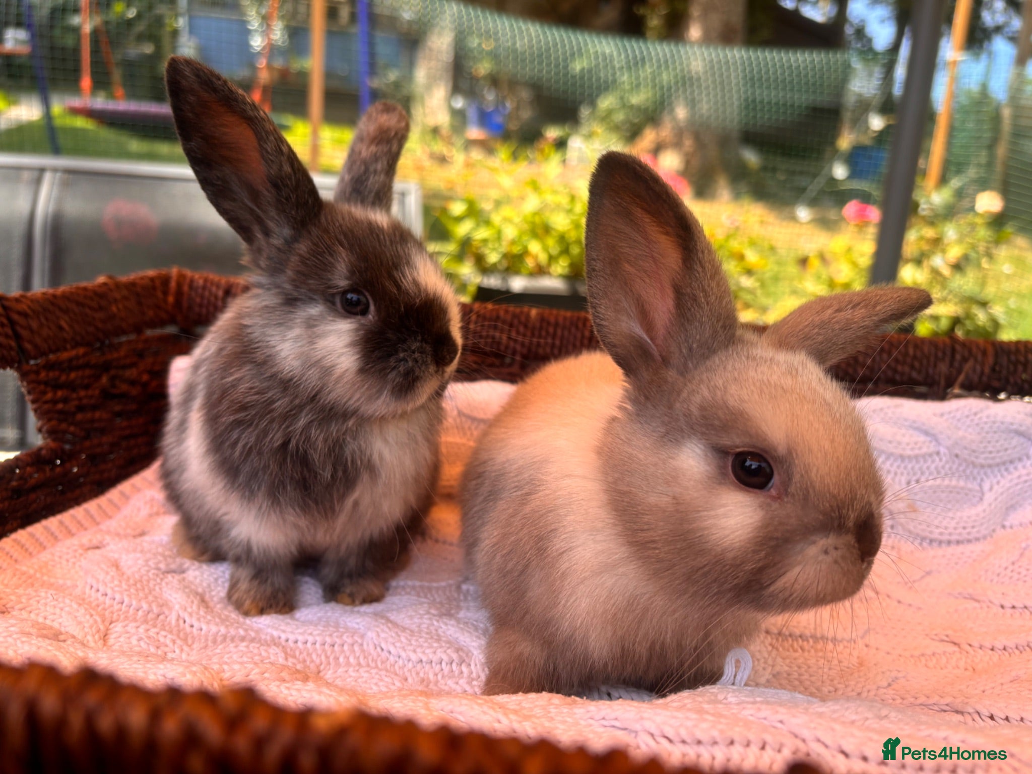 Mixed Breed rabbits Two utterly adorable boy bunnies available 🐰 - Advert 18