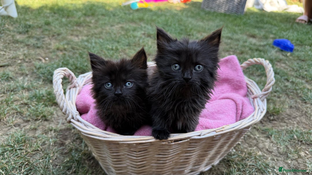 Russian Blue cats for sale: Crossed RussianBlue Kittens - Image 2