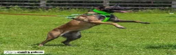 Belgian Shepherd Dog dogs for sale: 3 stunning Belgian malinois pups - Advert 11