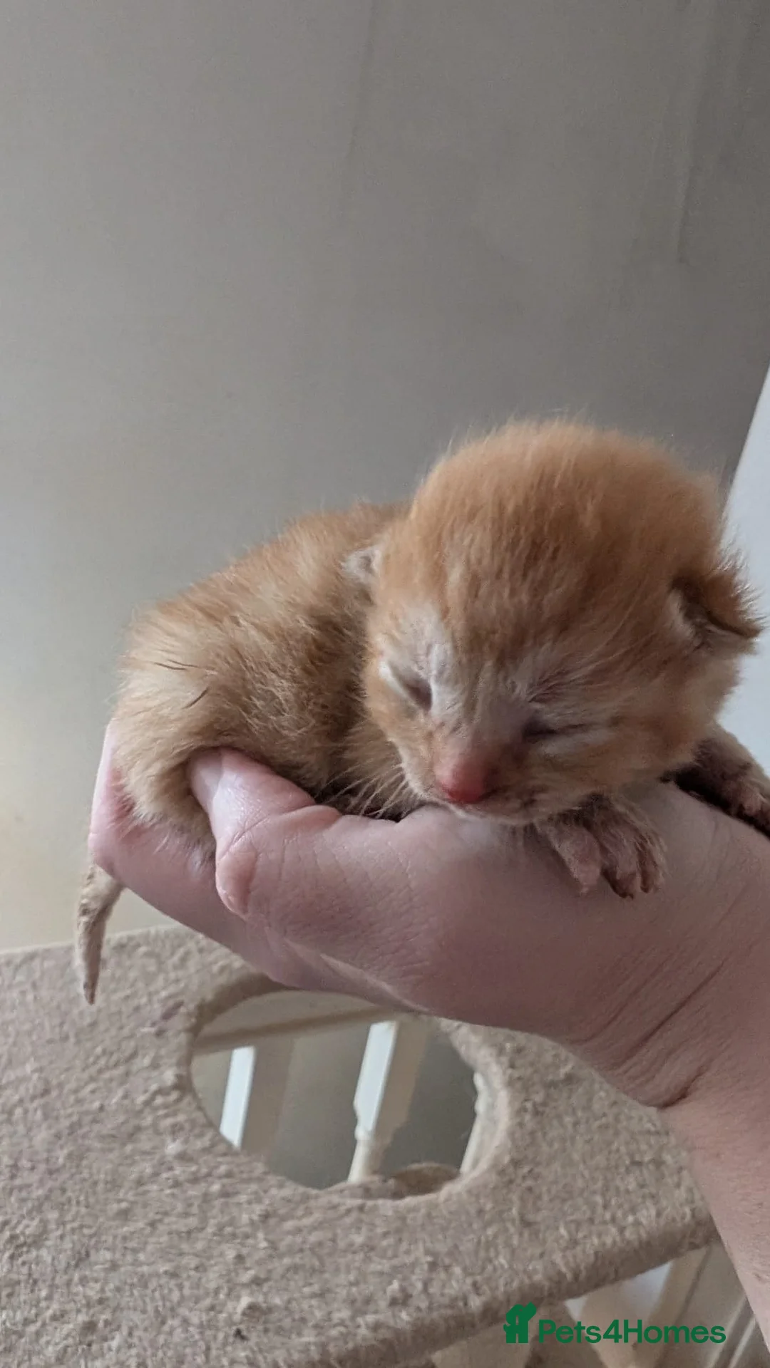 Mixed Breed cats for sale: 2 ginger kittens for sale in Brighton - Advert 2