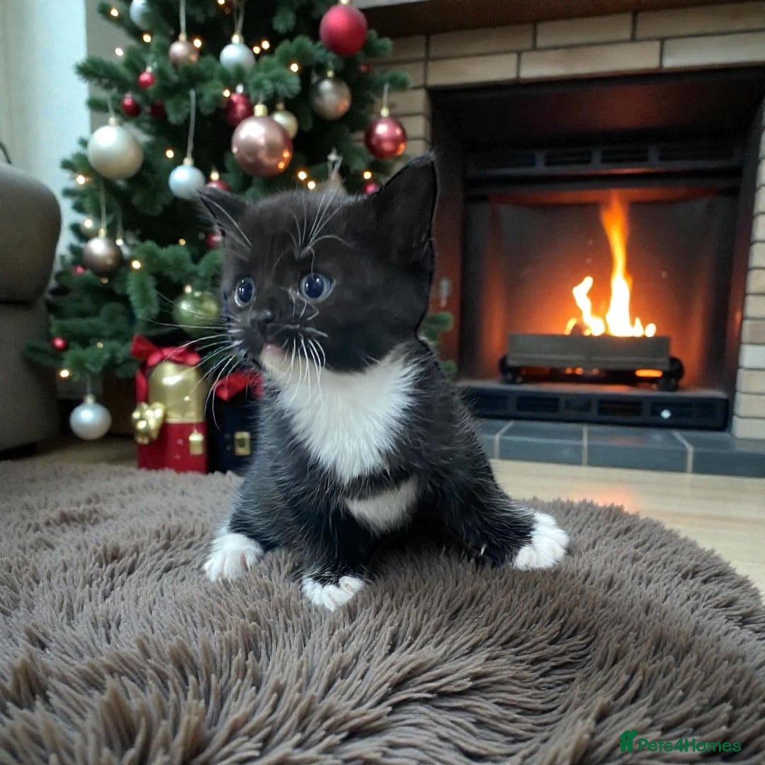 Mixed Breed cats for sale: Beautiful female kitten looking for new home - Advert 1
