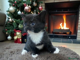 Mixed Breed cats 3 Female kittens looking for new home - Advert 4