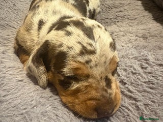 Miniature Dachshund dogs Stunning Miniature Dachshund puppies - Advert 7