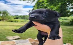 Labrador Retriever dogs for sale: Kc labrador puppies in Much Wenlock - Image 15