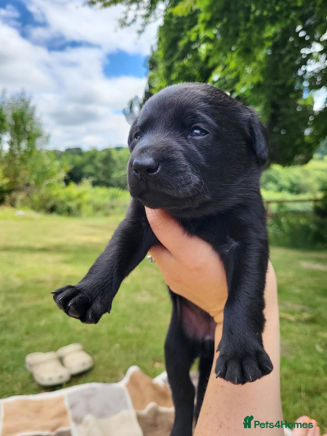 Labrador Retriever dogs for sale: Kc labrador puppies in Much Wenlock - Image 15