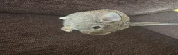 Mixed Breed rabbits for sale: Wee Rabbits in Ballymena - Advert 16