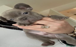 French Bulldog dogs for sale: Lilac blue eyed litter of 6. DWKC registered  - Image 18