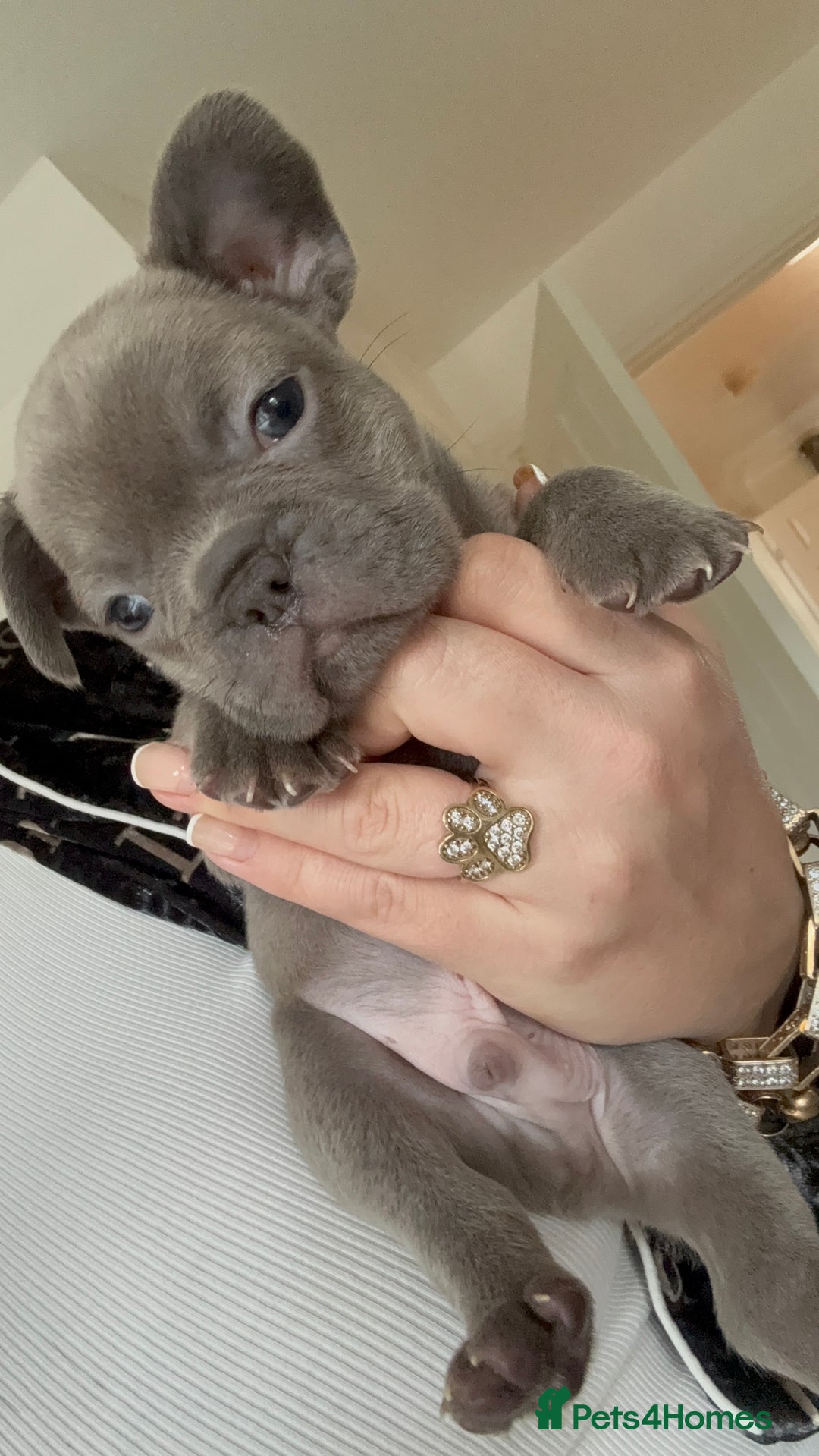 French Bulldog dogs for sale: Lilac blue eyed litter of 6. DWKC registered  - Image 18