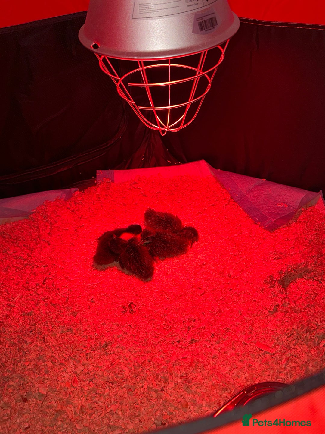 Ducks poultry for sale: Ducks for sale  - Advert 8