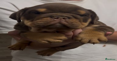 English Bulldog dogs - Advert 1