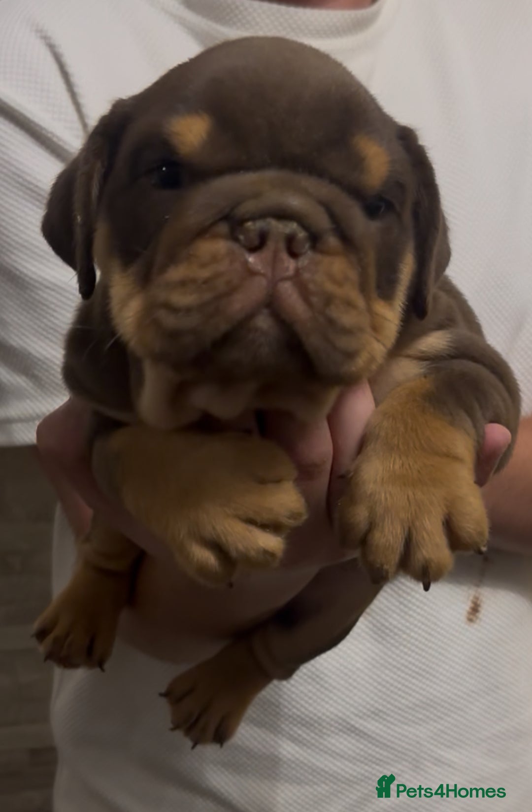 English Bulldog dogs for sale: Last 2 left ready to go to new home  - Image 3