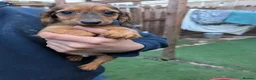 Miniature Dachshund dogs for sale: Miniature dachshund kc registered - Advert 4