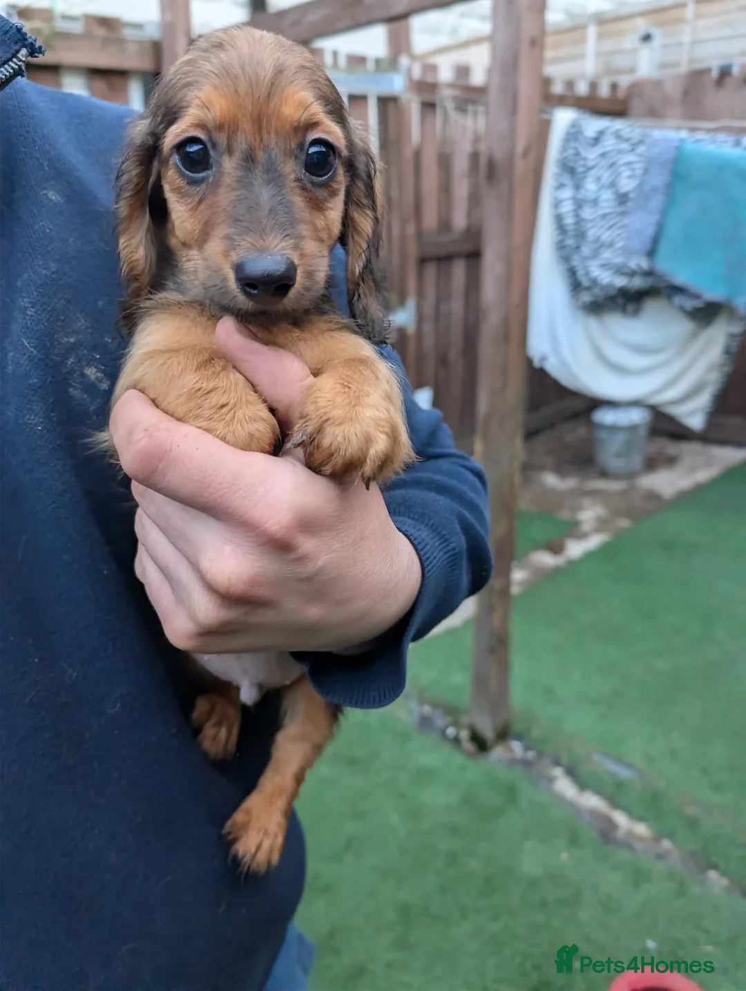 Miniature Dachshund dogs for sale: Miniature dachshund kc registered - Advert 4