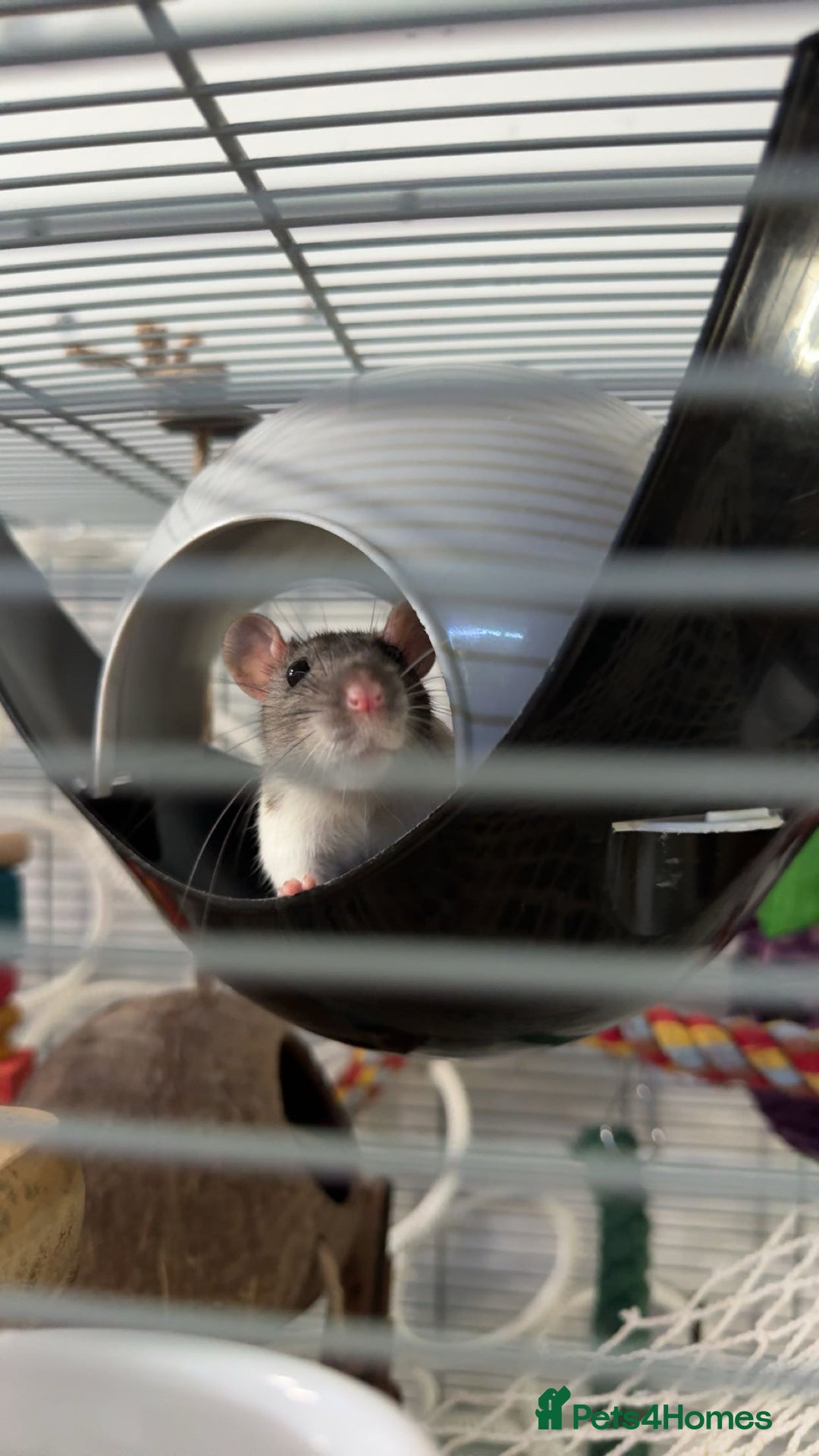 Rat rodents for sale: 2 adorable female rats - Image 3