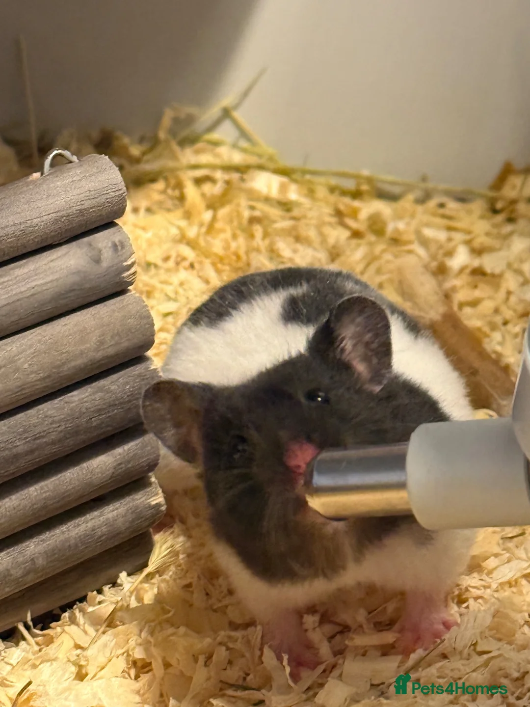 Hamster rodents for sale: Stunning Syrian hansters in Rochester - Advert 2