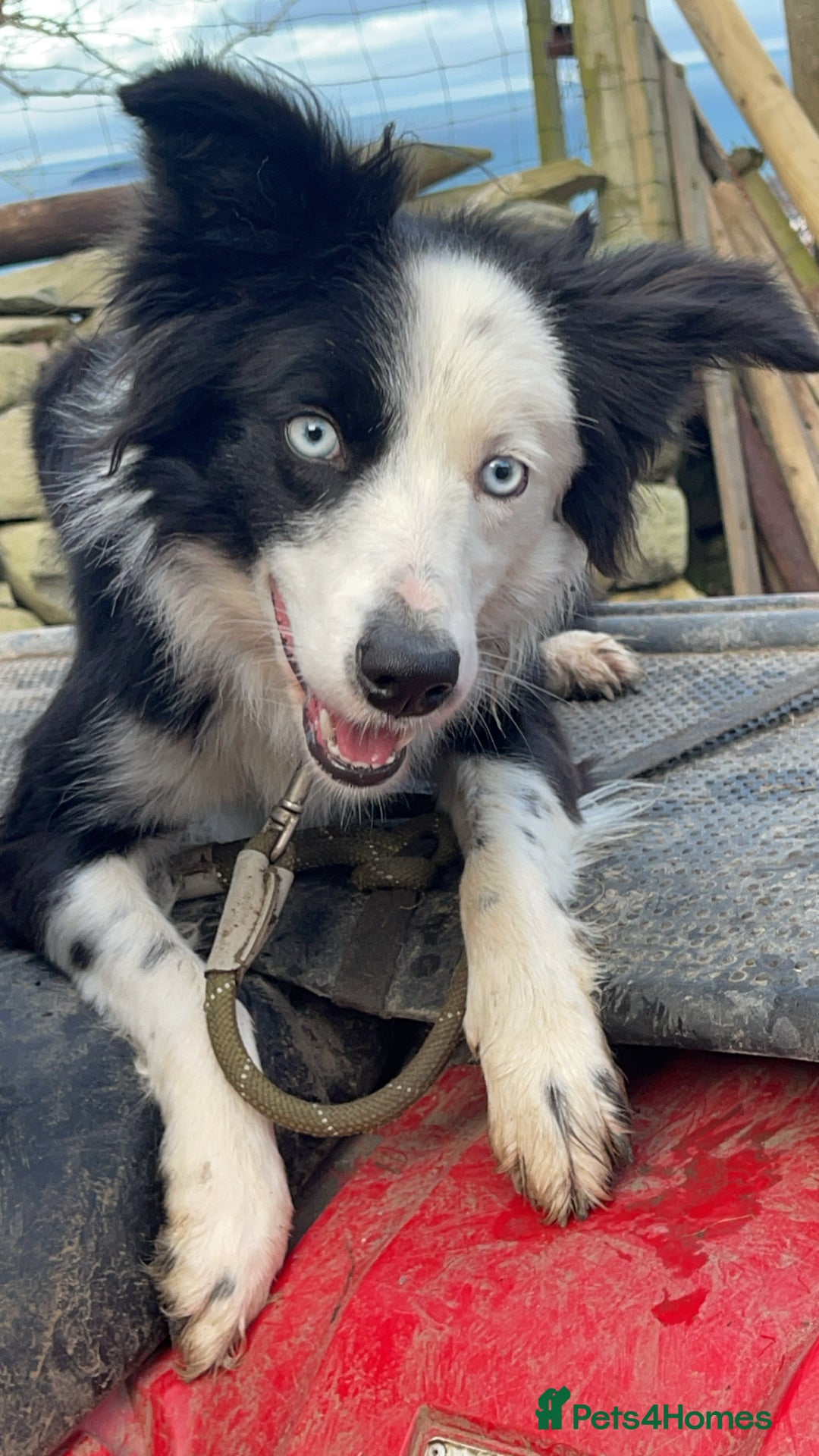 Border Collie dogs for sale: Failed sheepdog looking for very active home - Image 8