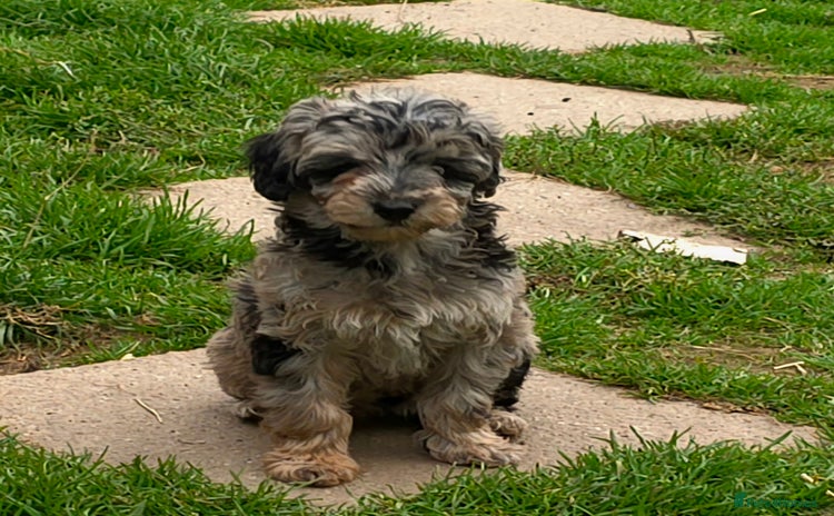 Maltipoo dogs - Advert 1