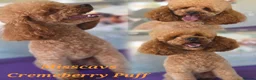 Toy Poodle dogs for stud: Misscavs Cremeberry Puff Toy Poodle Stud - Advert 1