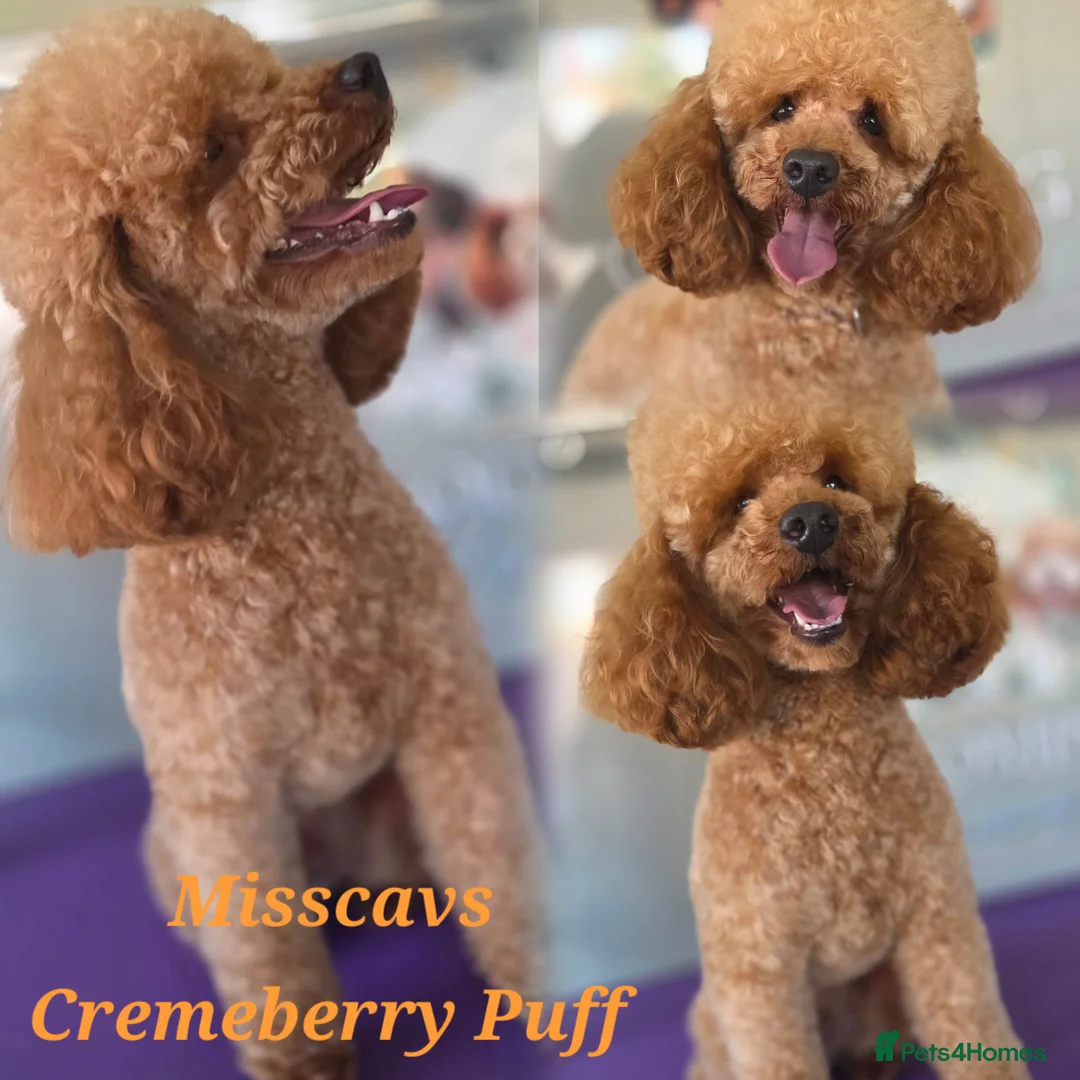 Toy Poodle dogs for stud: Misscavs Cremeberry Puff Toy Poodle Stud - Advert 1