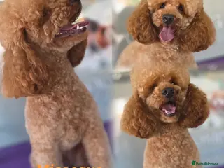 Toy Poodle dogs for stud: Misscavs Cremeberry Puff Toy Poodle Stud - Advert 1