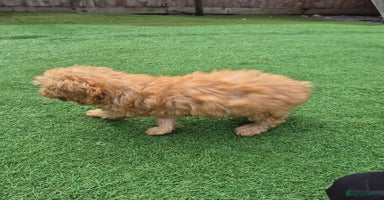 Cockapoo dogs - Advert 1