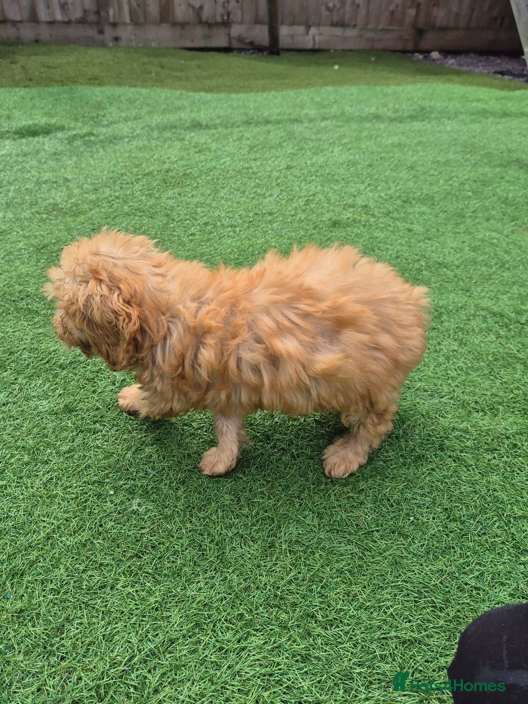 Cockapoo dogs for sale: F1 type cockepoos  - Image 3
