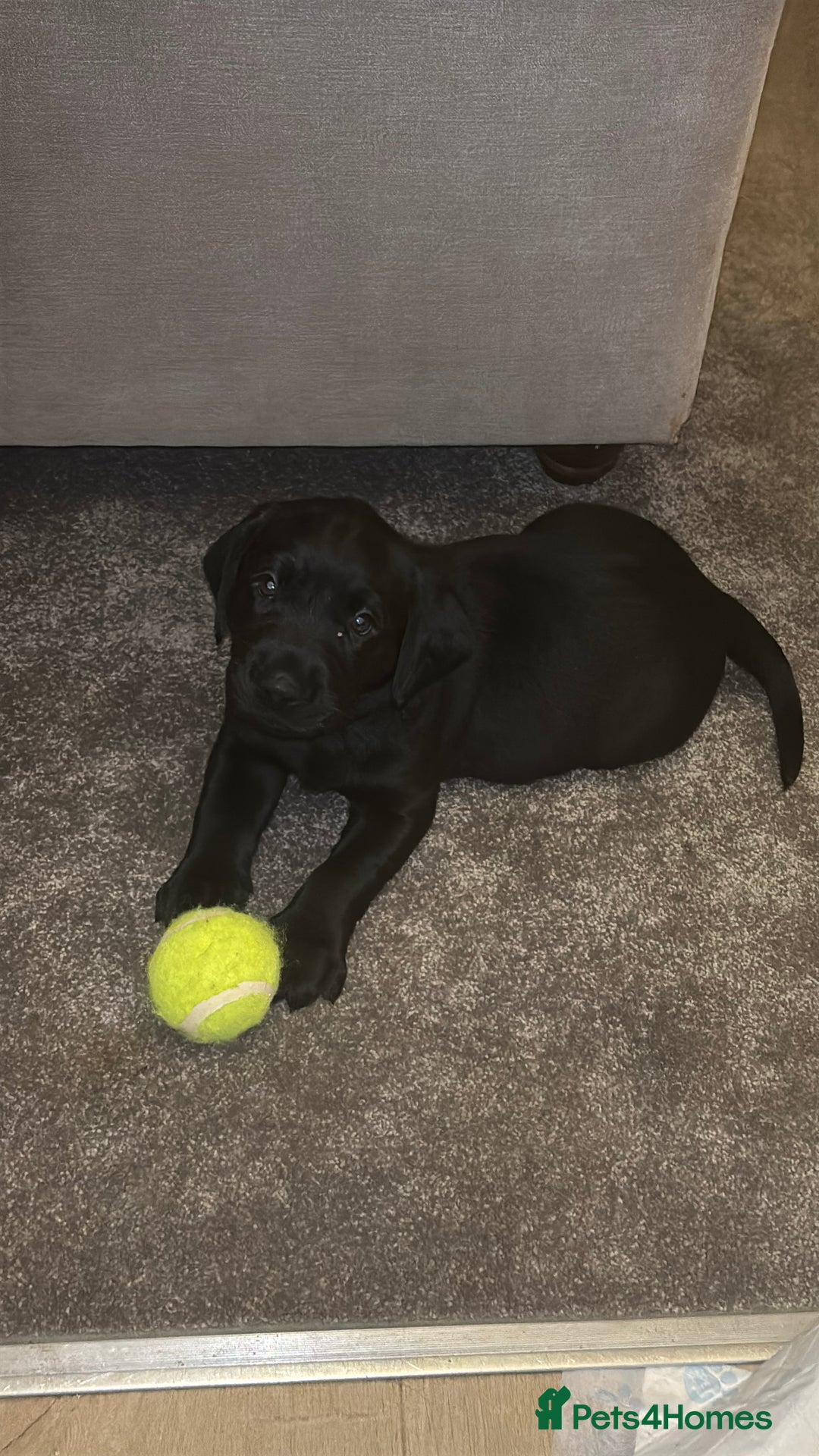 Labrador Retriever dogs for sale: Beautiful KC Labs / DRAKESHEAD - 1 BOY LEFT! - Advert 36