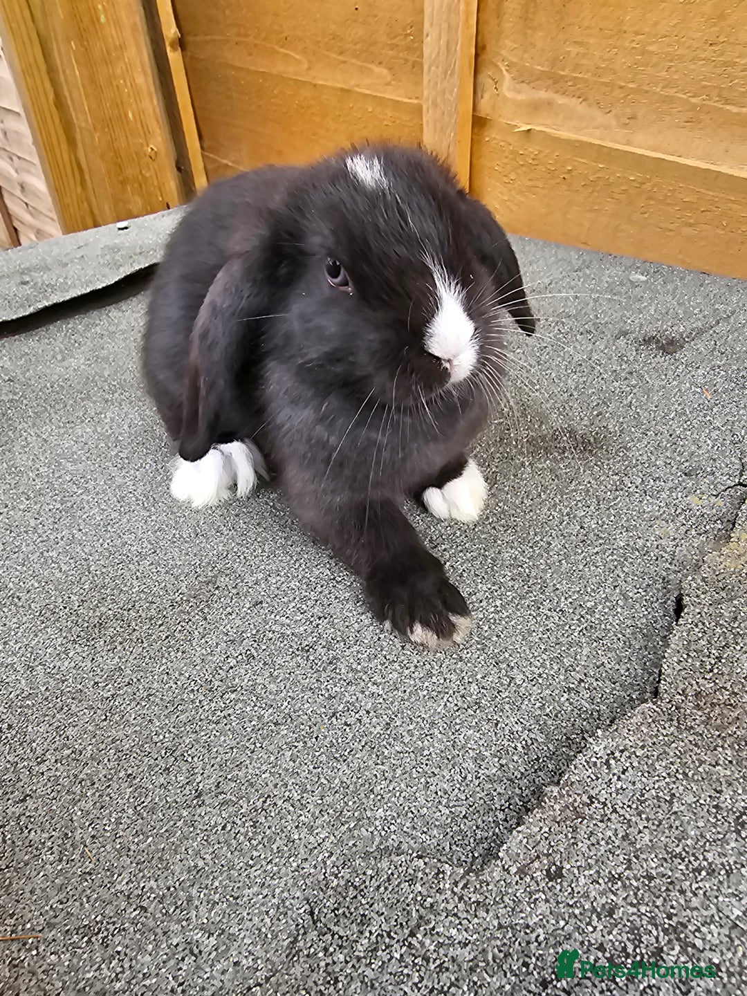 Mini Lop rabbits for sale: Mini lops ready now. - Image 2