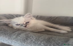 Ragdoll cats for sale: *REDUCED* ready to leave ragdoll kittens - Image 15