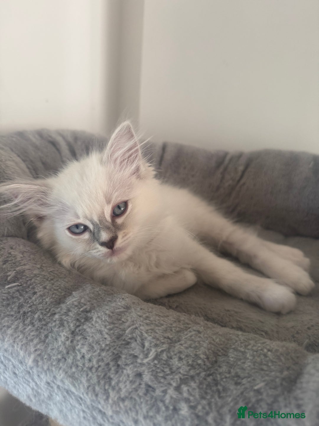 Ragdoll cats for sale: *REDUCED* ready to leave ragdoll kittens - Image 15