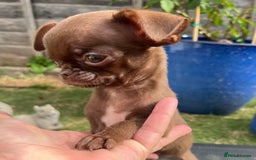 Chihuahua dogs for sale: *READY NOW* SOLID CHOCOLATE BOY - Image 1